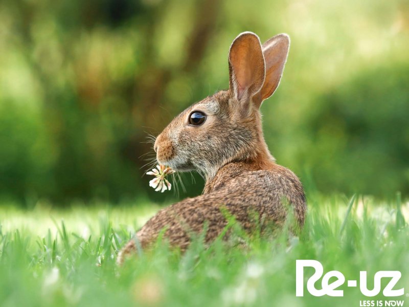 Nazioarteko Biodibertsitatearen Eguna
