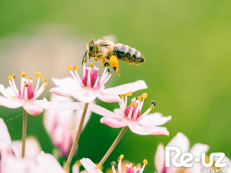  Ingurumenaren Mundu Eguna