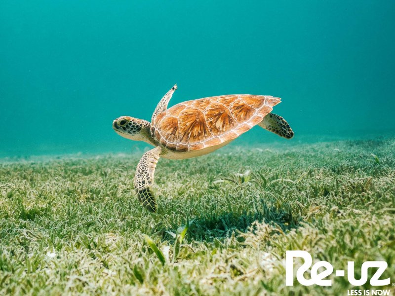 Munduko Ozeanoen Eguna!