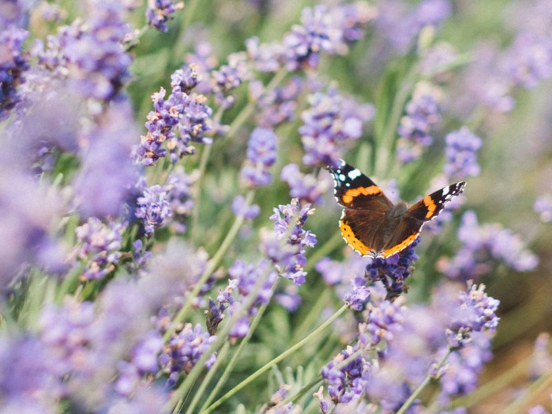 Dia Mundial de la Vida Silvestre