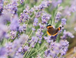 Día Mundial de la Vida Silvestre